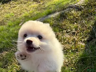 Pomeranian dogs Suede - Ad 4