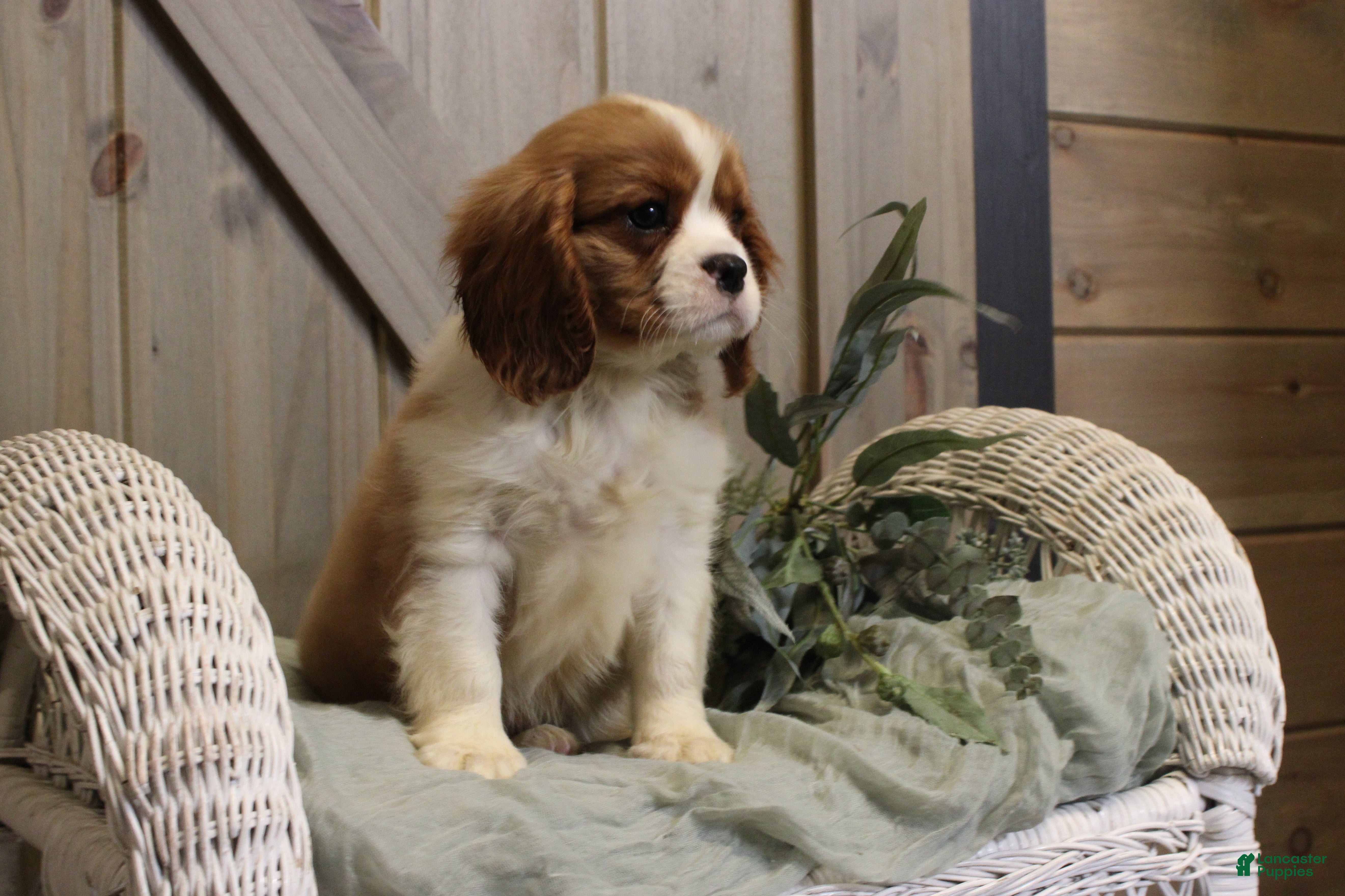 Cavalier King Charles Spaniel dogs Charlie - Ad 2