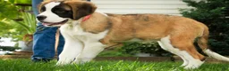 Saint Bernard dogs for sale: Wendeline Saint Bernard  - Ad 7