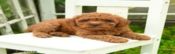 Cavapoo dogs for sale: Charlie - Ad 3