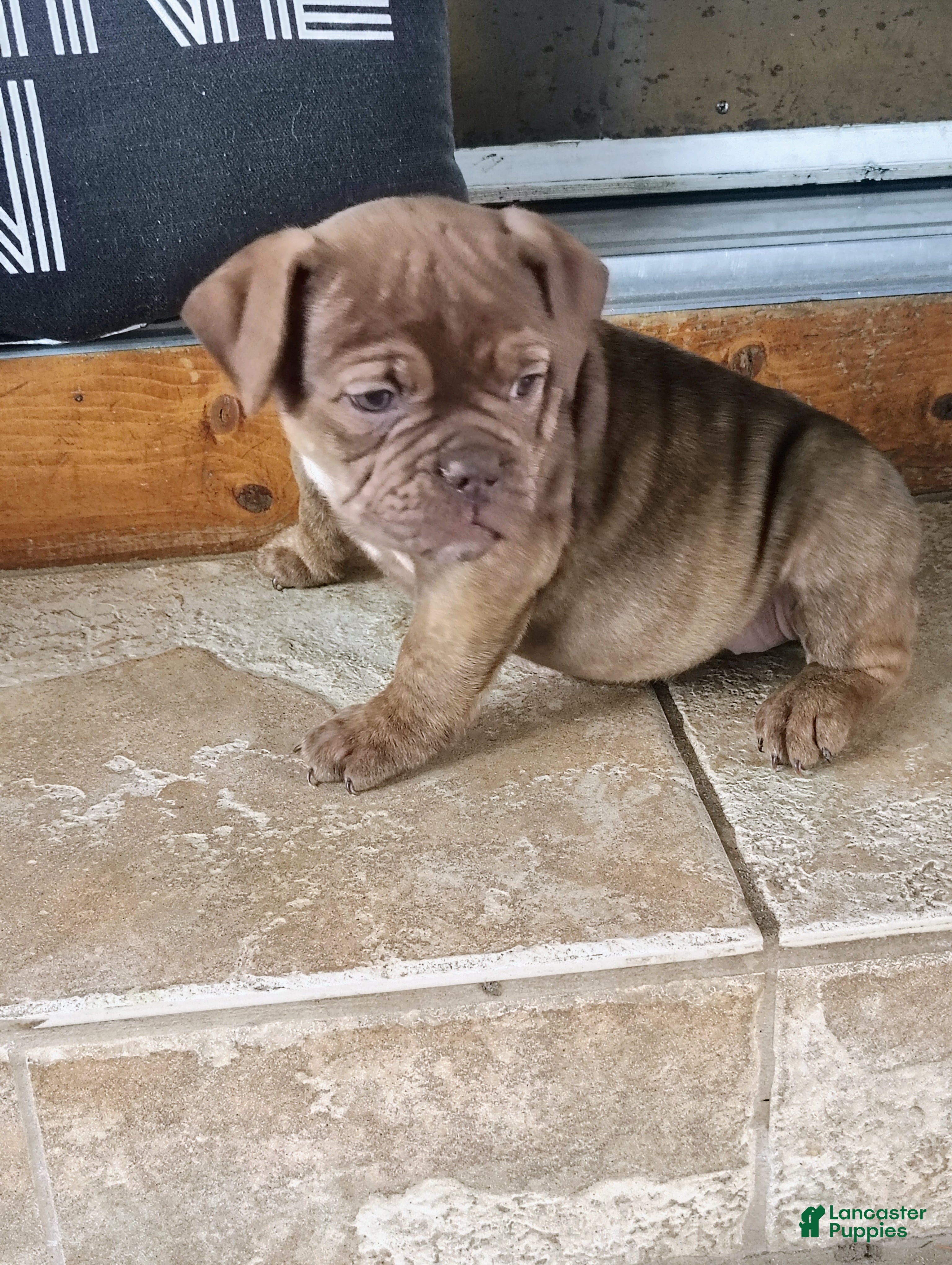 Olde English Bulldogge dogs Twilight  - Ad 28