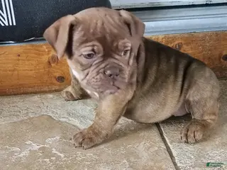 Olde English Bulldogge dogs Twilight - Ad 25