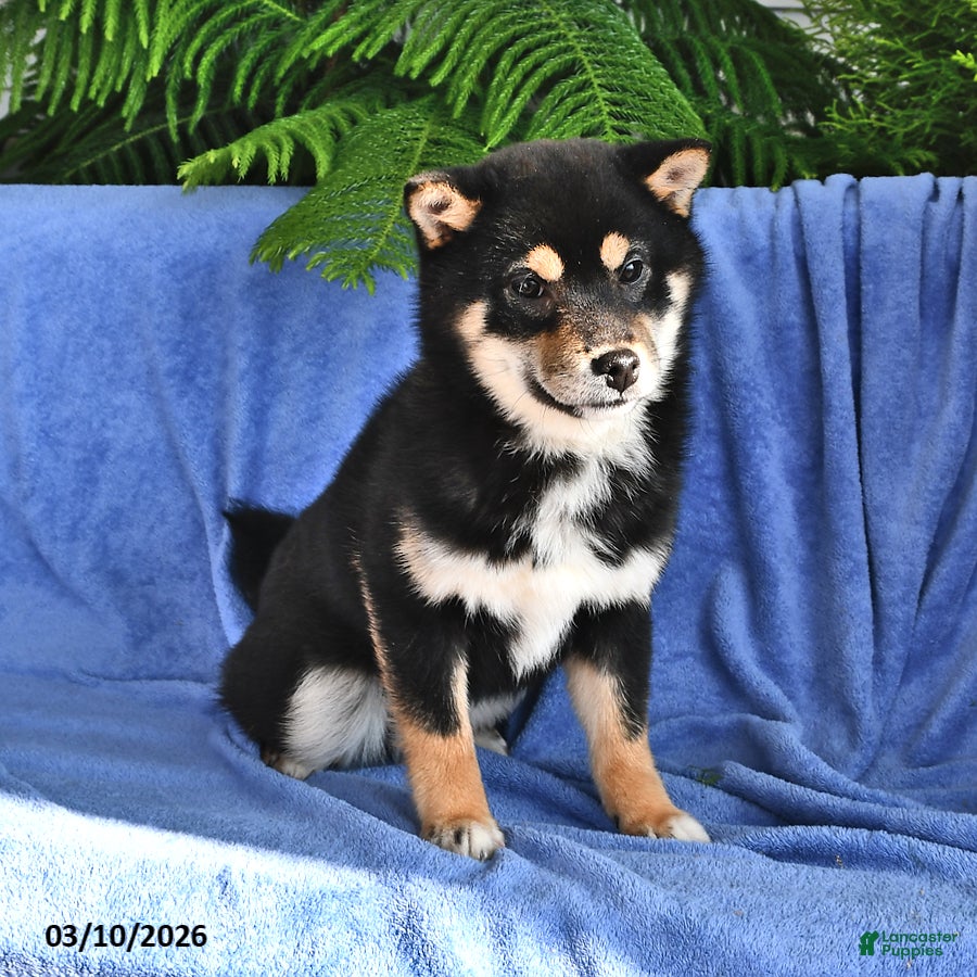 Shiba Inu dogs Pam - Ad 2