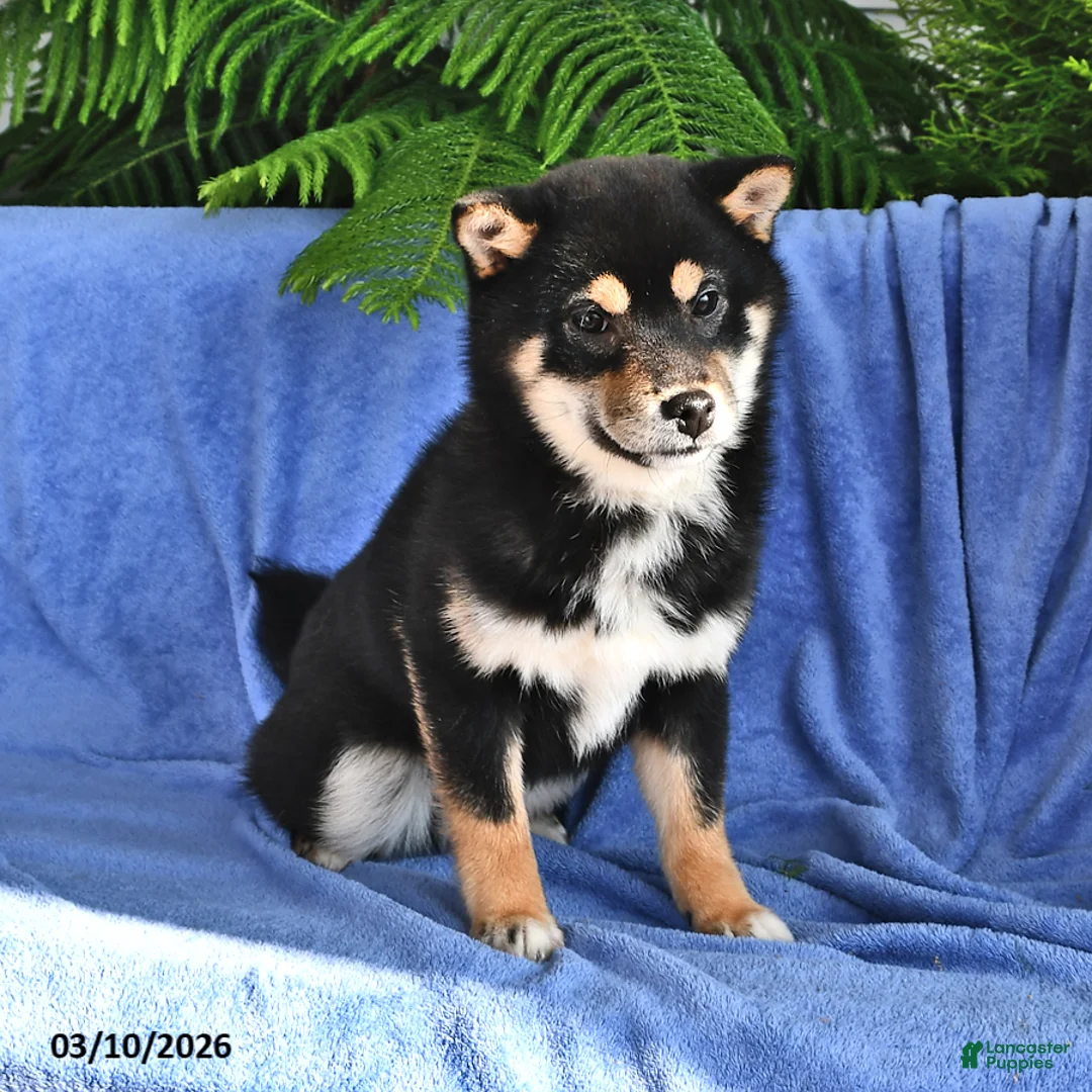 Shiba Inu dogs for sale: Pam - Ad 2