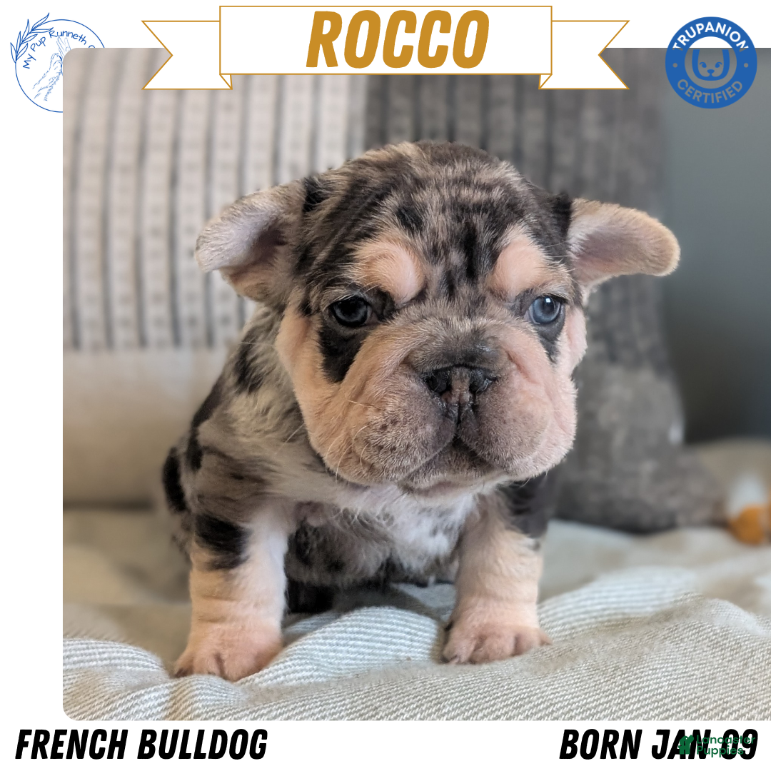 French Bulldog dogs Rocco - Ad 1