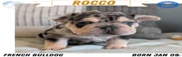 French Bulldog dogs for sale: Rocco - Ad 1