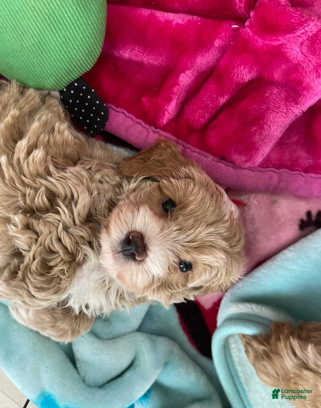 Maltipoo dogs for sale: Mike - Ad 10