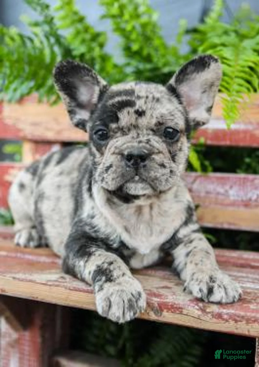 Gallery Image {{count}}