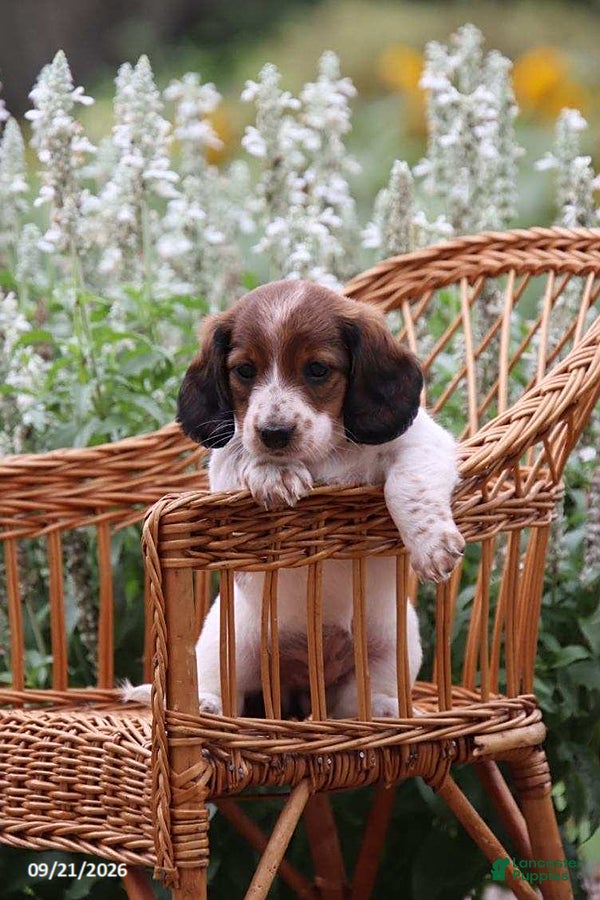 Miniature Dachshund dogs Autumn - Ad 1