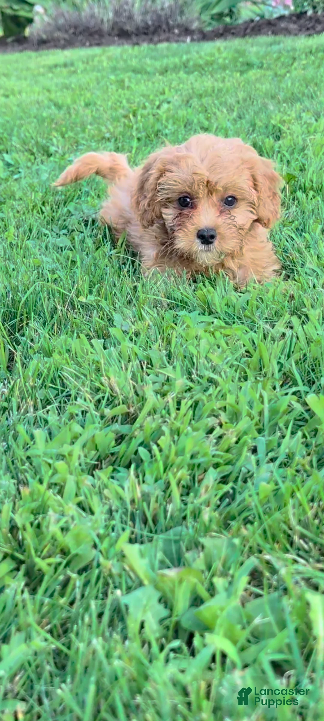 Cavapoo dogs for sale: Maggie  - Ad 3