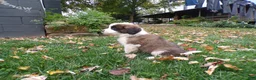 Saint Bernard dogs for sale: Duke - Ad 4