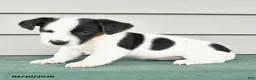 Jack Russell Terrier dogs for sale: Freya - Ad 4