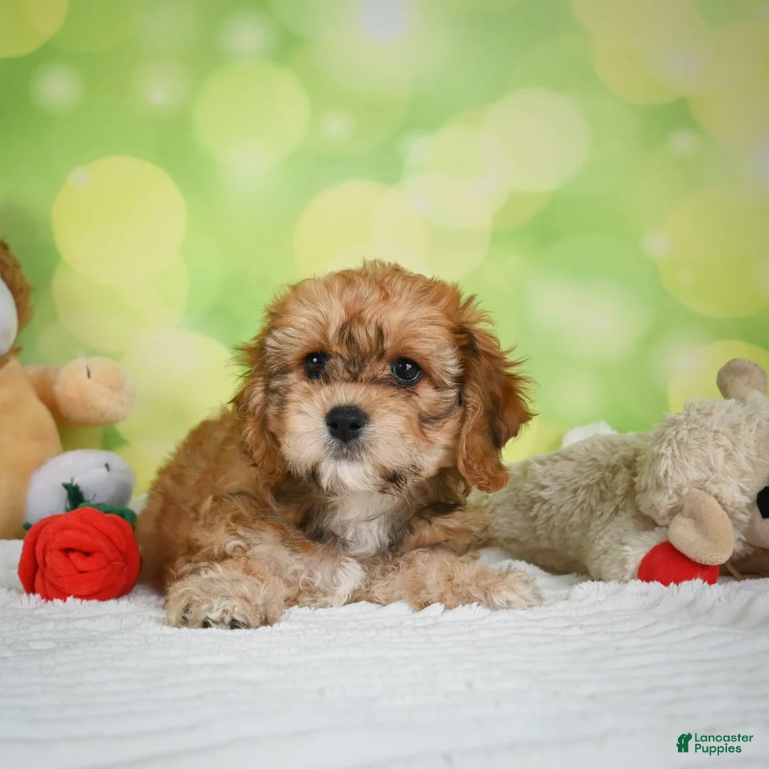 Cavachon dogs for sale: Lucy - Ad 2