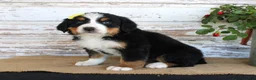 Bernese Mountain Dog dogs for sale: Margie - Ad 7