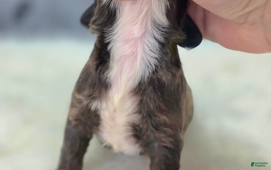 Cockapoo dogs for sale: Vega - Ad 7