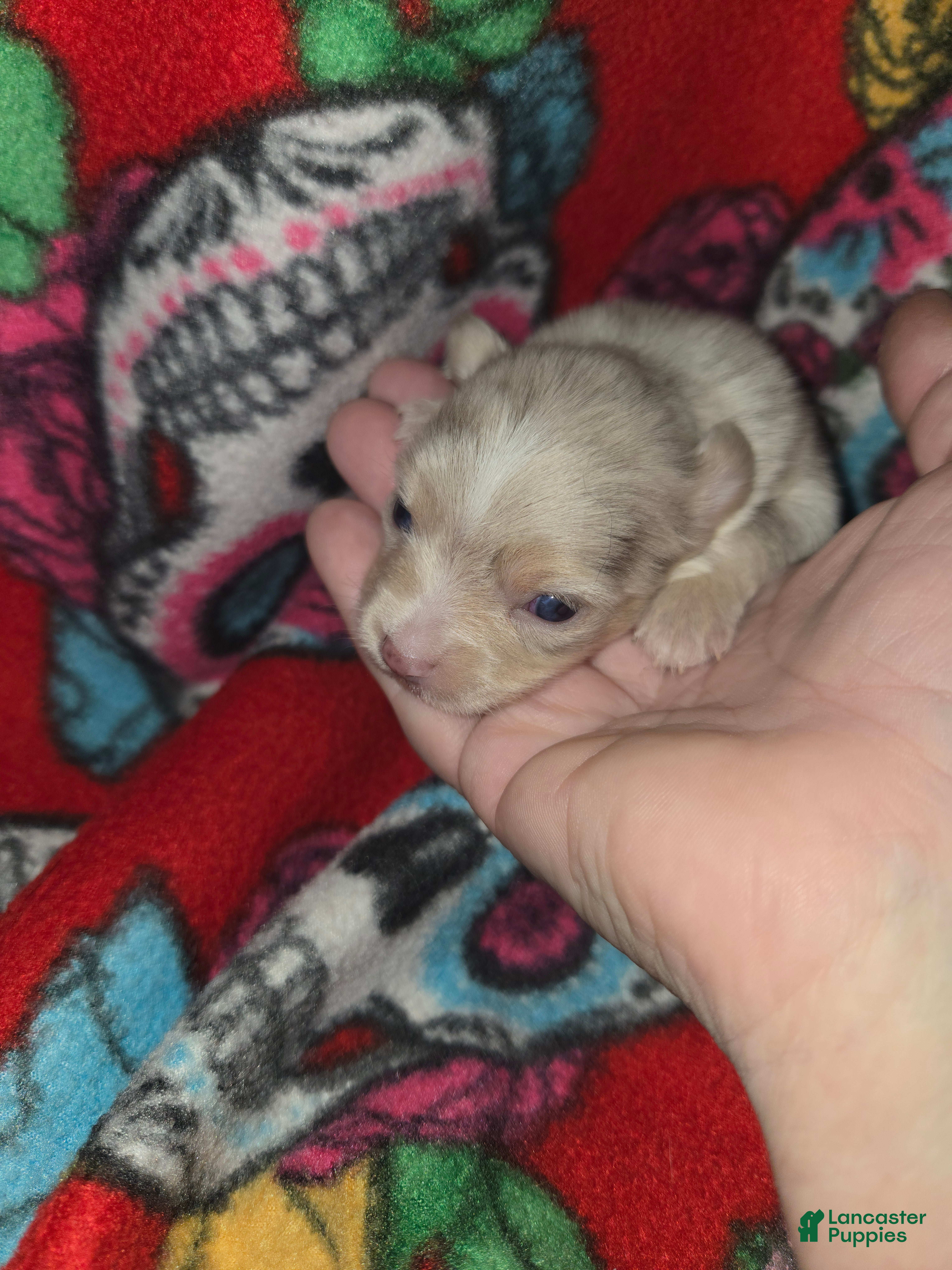 Chihuahua dogs Long Hair Merle girl - Ad 1