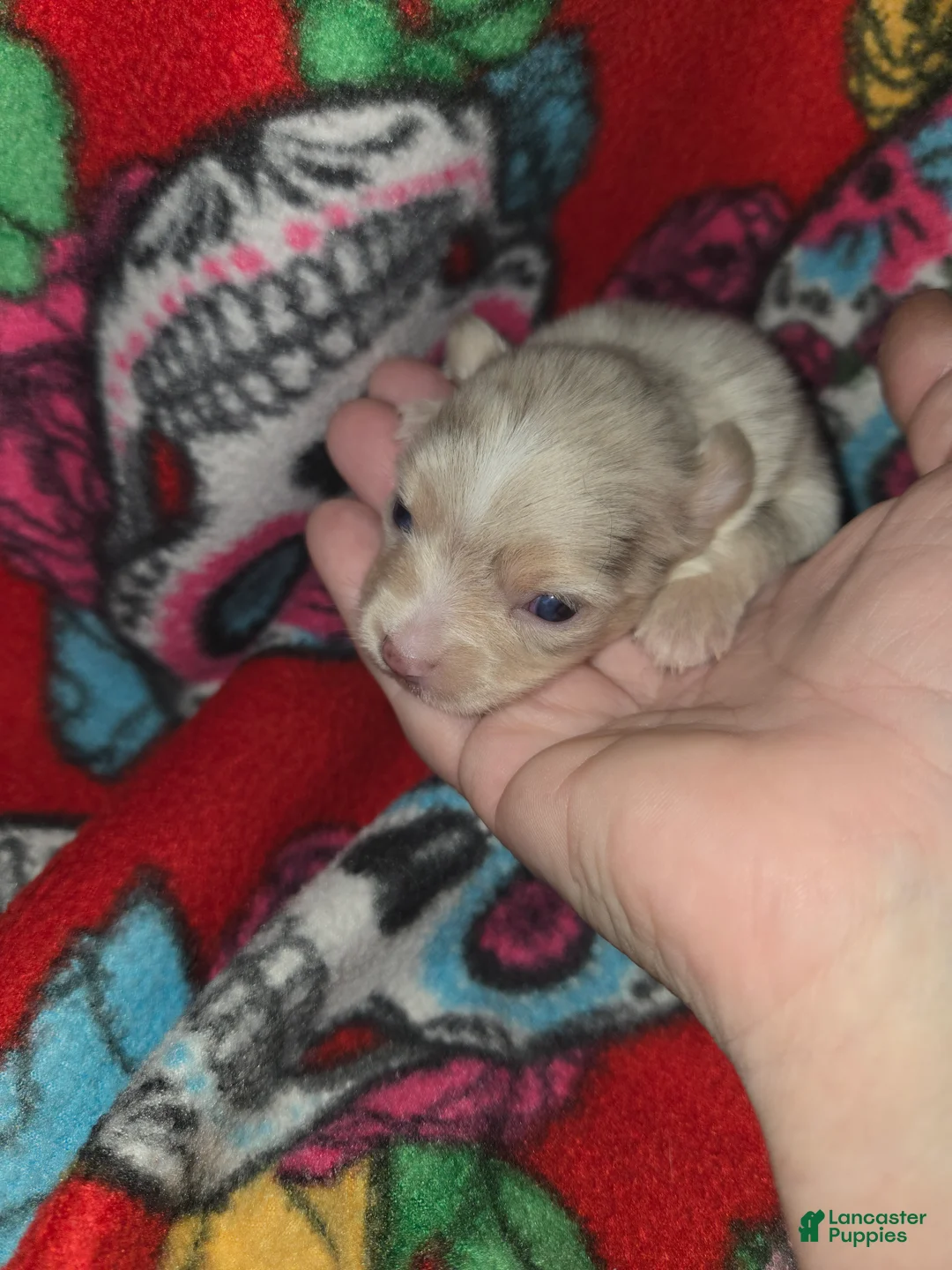 Chihuahua dogs for sale: Long Hair Merle girl - Ad 1