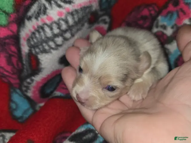 Chihuahua dogs Long Hair Merle girl - Ad 1
