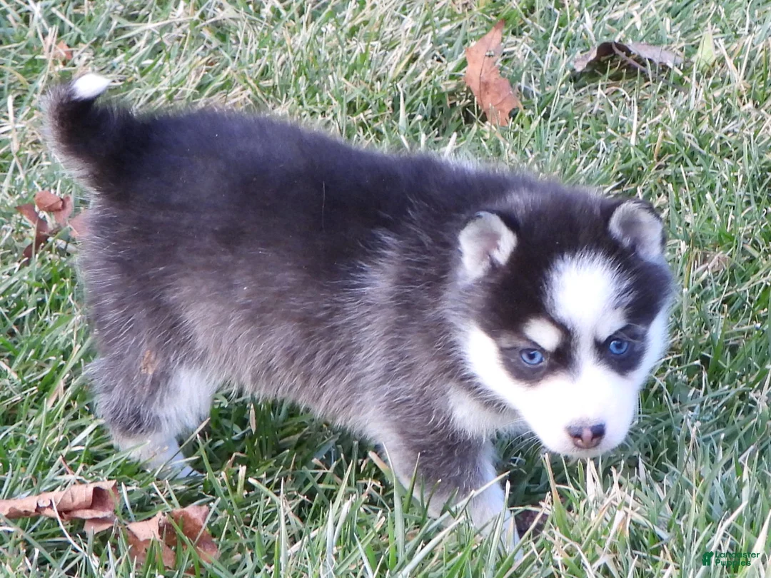 Pomsky dogs for sale: Ashley - Ad 4