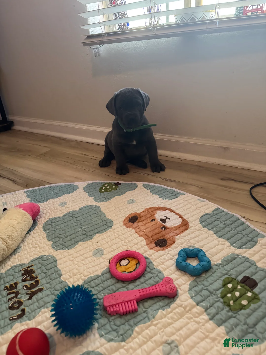 Cane Corso dogs for sale: Toki - Ad 5