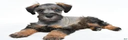 Schnoodle dogs for sale: Rusty - Ad 3