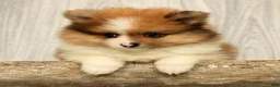 Pomeranian dogs for sale: Houston - Ad 6