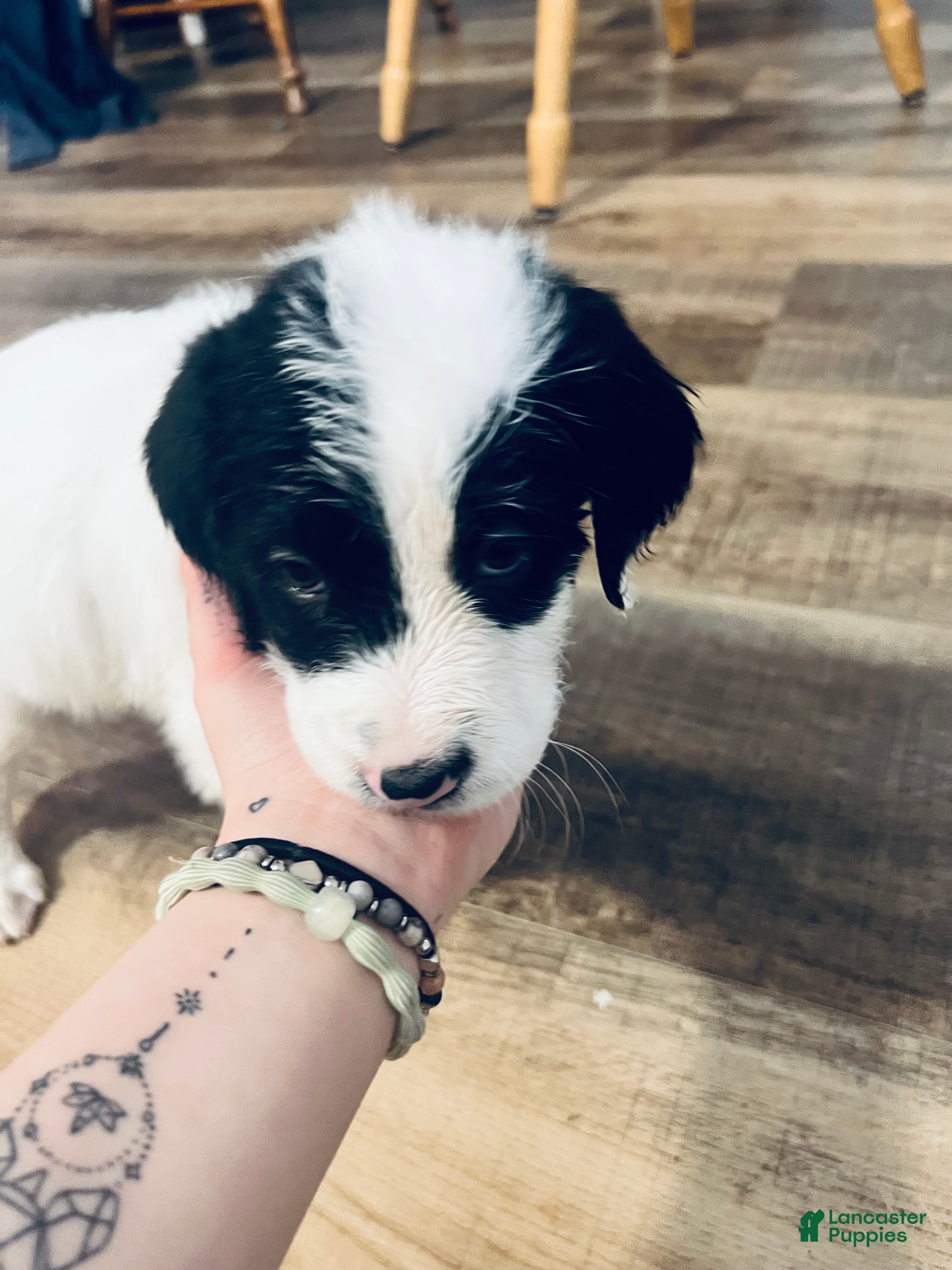 Mixed Breed dogs Spot - Ad 5