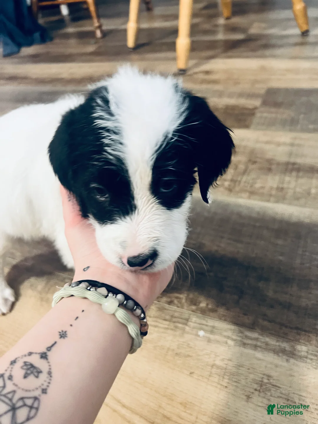 Mixed Breed dogs for sale: Spot - Ad 1