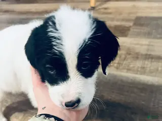 Mixed Breed dogs Spot - Ad 5