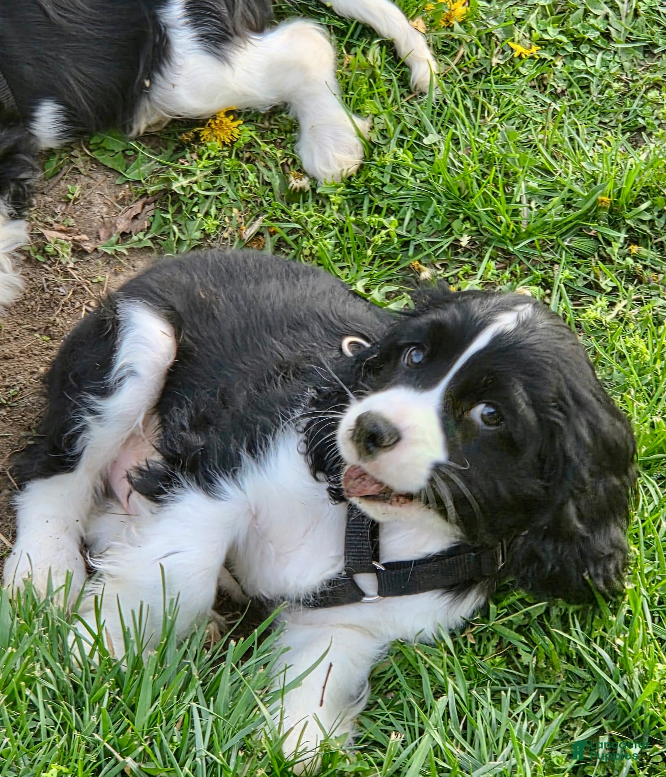 Mixed Breed dogs Billy-Bob - Ad 36