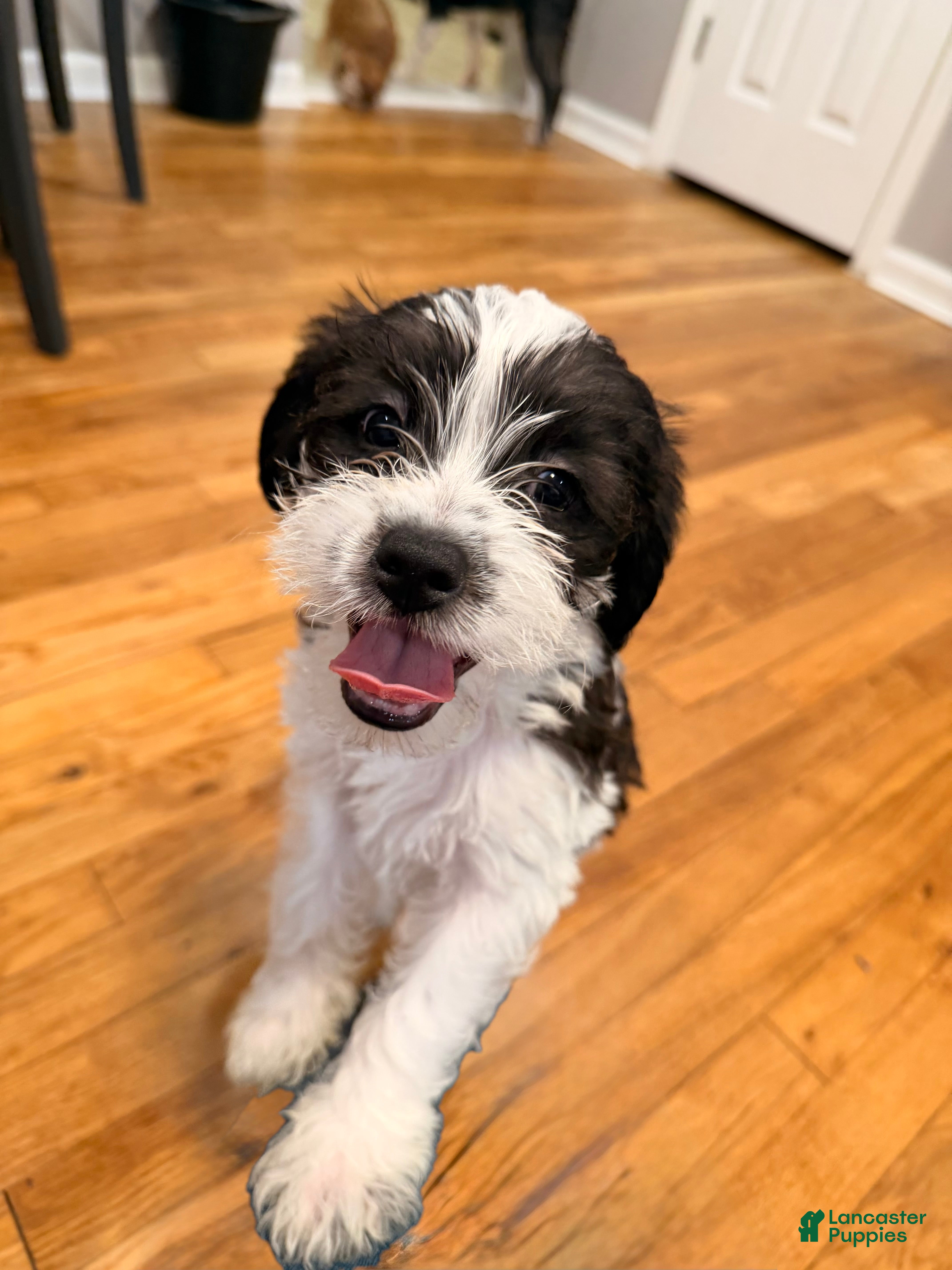 Mixed Breed dogs Oliver - Ad 2