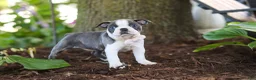 Boston Terrier dogs for sale: Mea - Ad 3