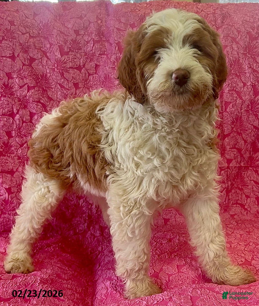 Mini Goldendoodle dogs Gladiola - Ad 2