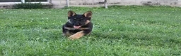 German Shepherd dogs for sale: Jackson - Ad 4