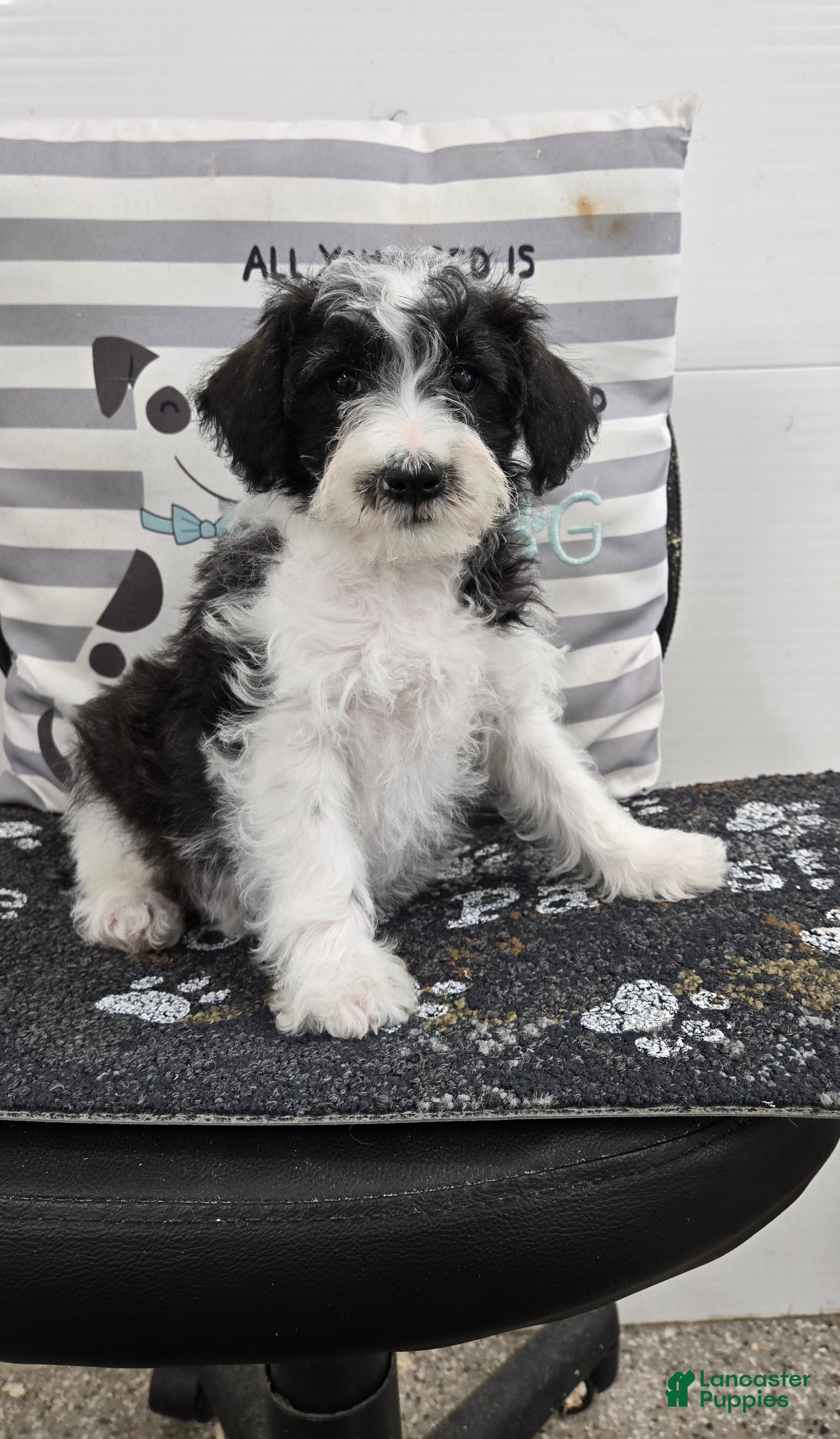 Schnoodle dogs Dusty - Ad 2