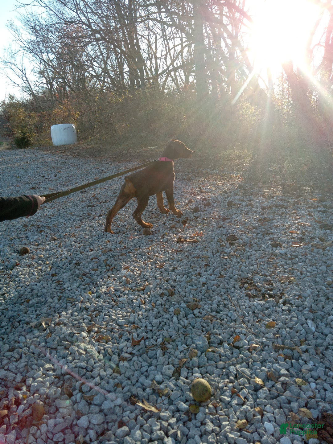 Doberman Pinscher dogs for sale: Doberman Pinscher Puppy 1 - Ad 4