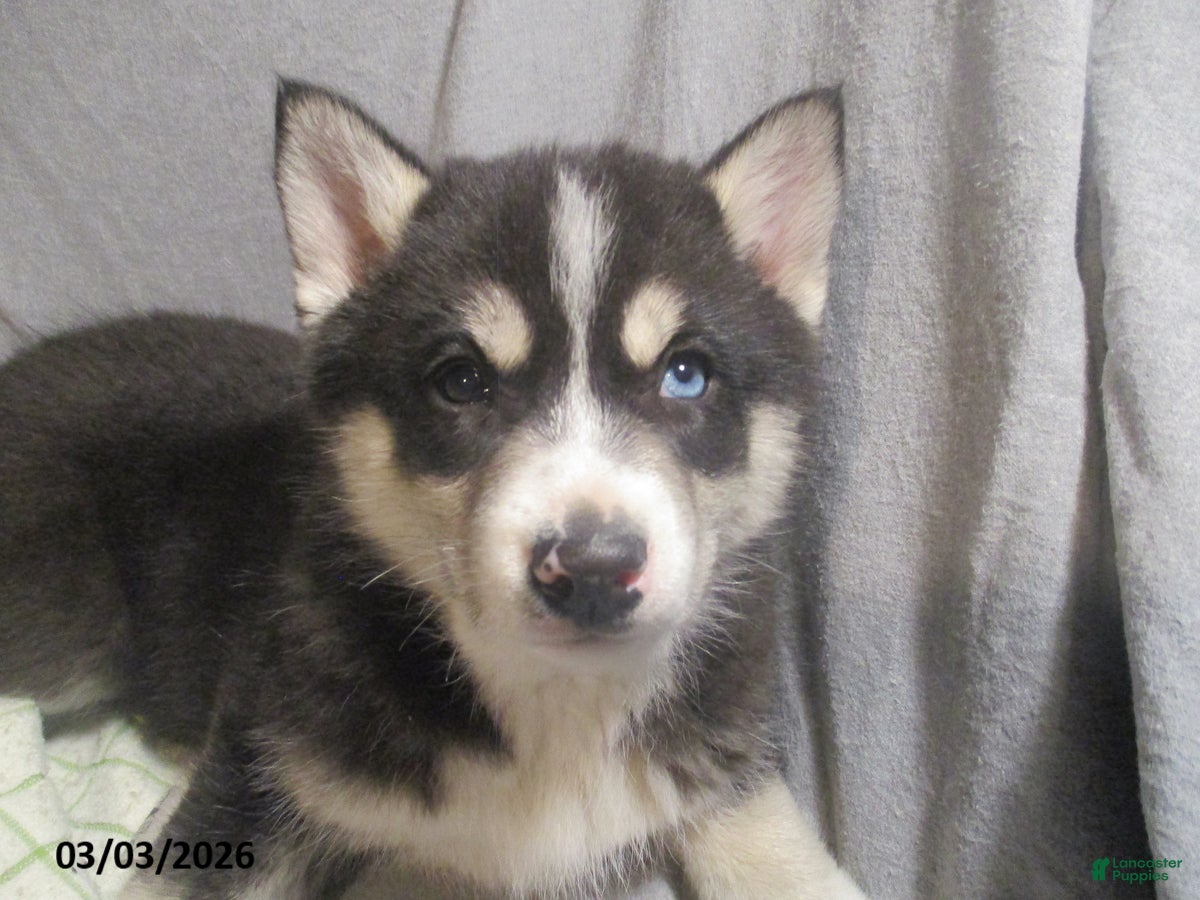 Pomsky dogs Serena  - Ad 2