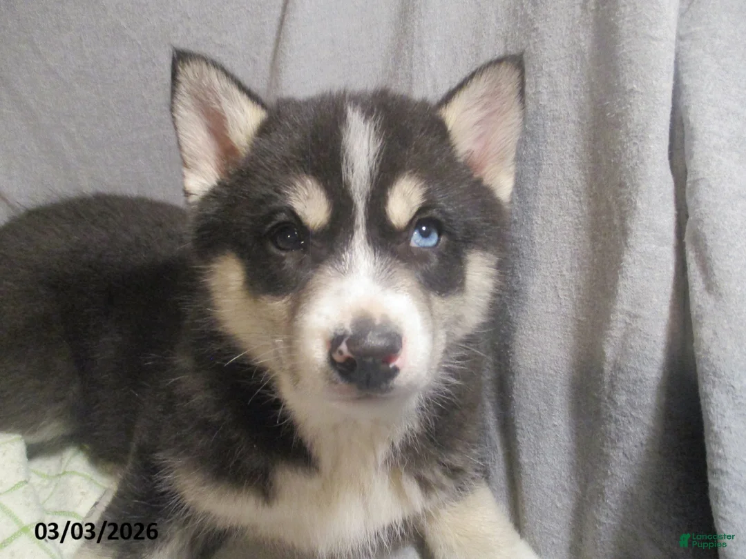 Pomsky dogs for sale: Serena  - Ad 2