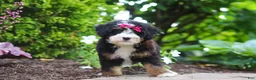 Mini Bernedoodle dogs for sale: Claire - Ad 1