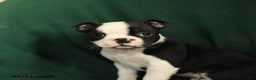 Boston Terrier dogs for sale: Felix - Ad 2