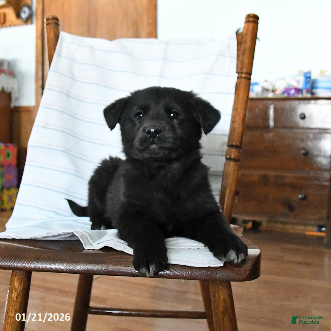 Mixed Breed dogs for sale: Sneaker  - Ad 3