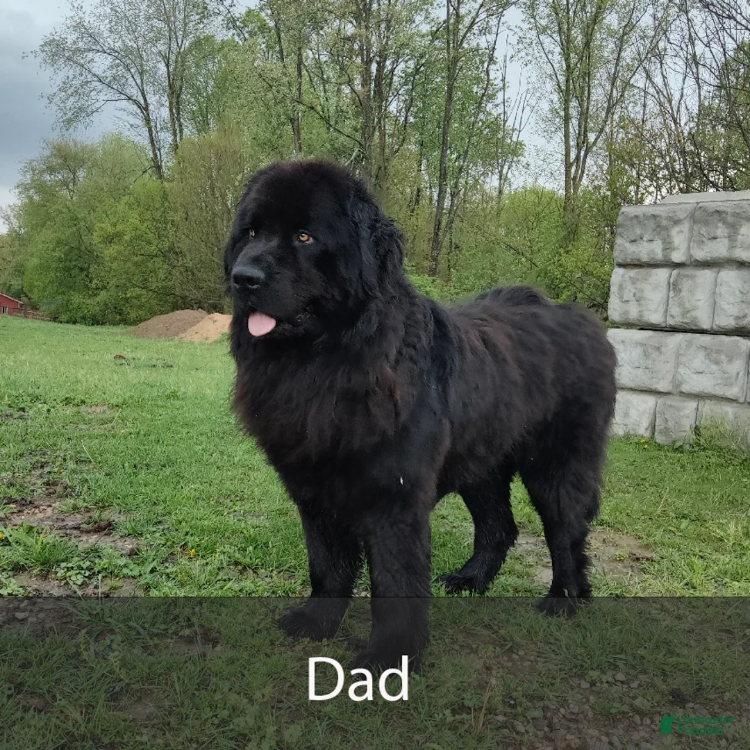 Newfoundland dogs for sale: Roscoe - Ad 7