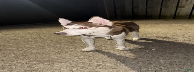 Niko