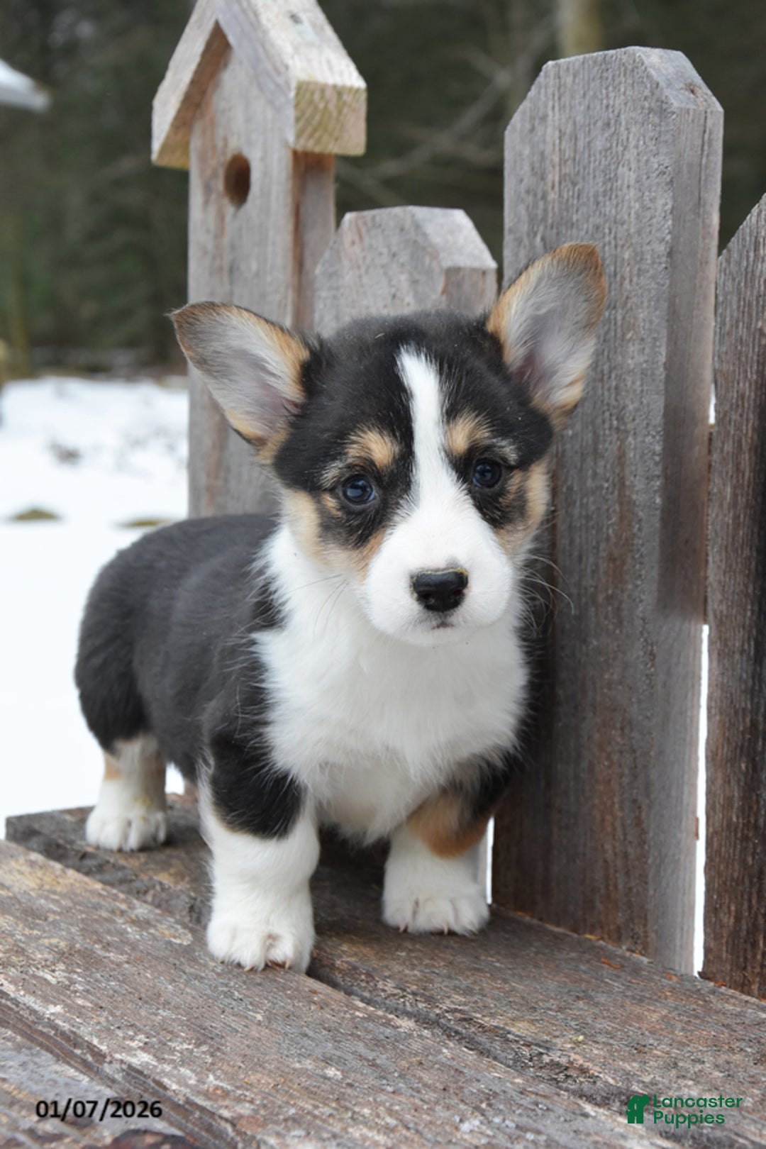 Welsh Corgi Pembroke dogs for sale: Donny - Ad 1