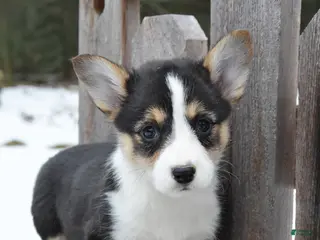 Welsh Corgi Pembroke dogs Donny - Ad 42