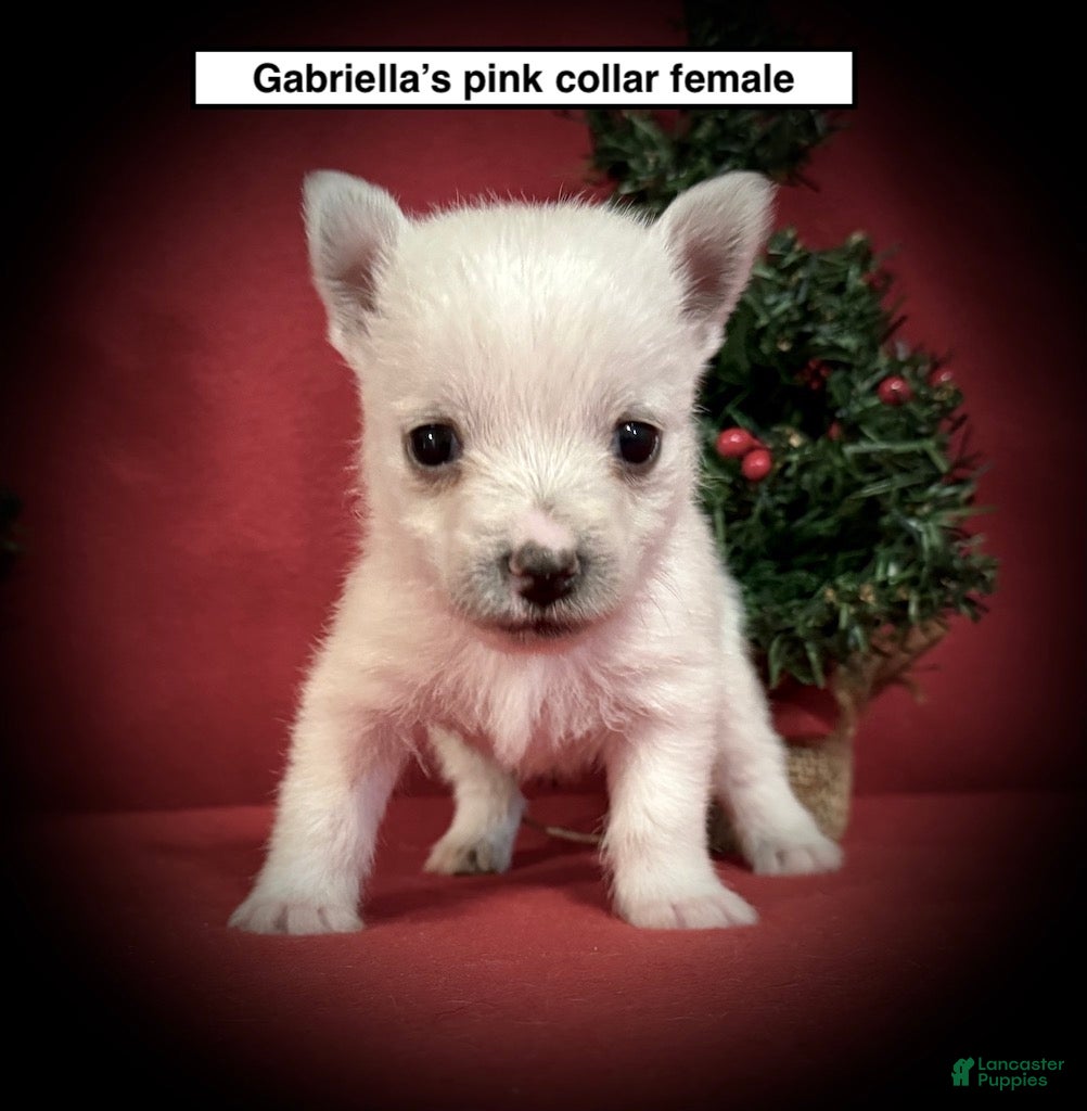 West Highland Terrier dogs West Highland Terrier Puppy 3 - Ad 4