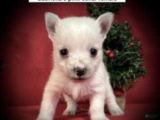 West Highland Terrier dogs West Highland Terrier Puppy 3 - Ad 4