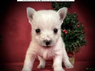West Highland Terrier dogs West Highland Terrier Puppy 3 - Ad 1