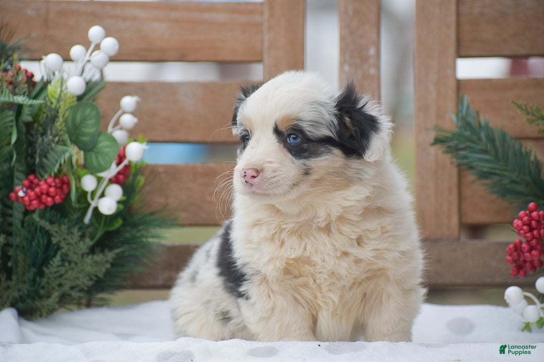 Welsh Corgi Pembroke dogs for sale: Maffin - Ad 4