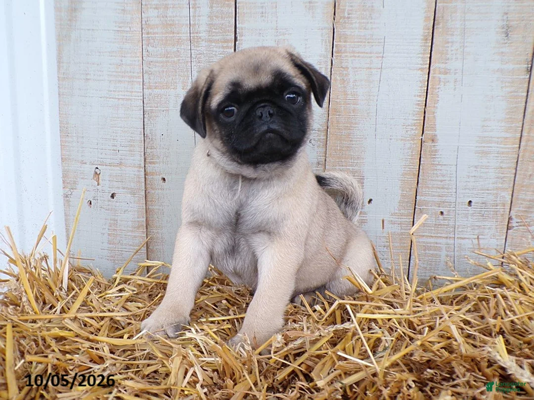 Pug dogs for sale: Pumpkin - Ad 4